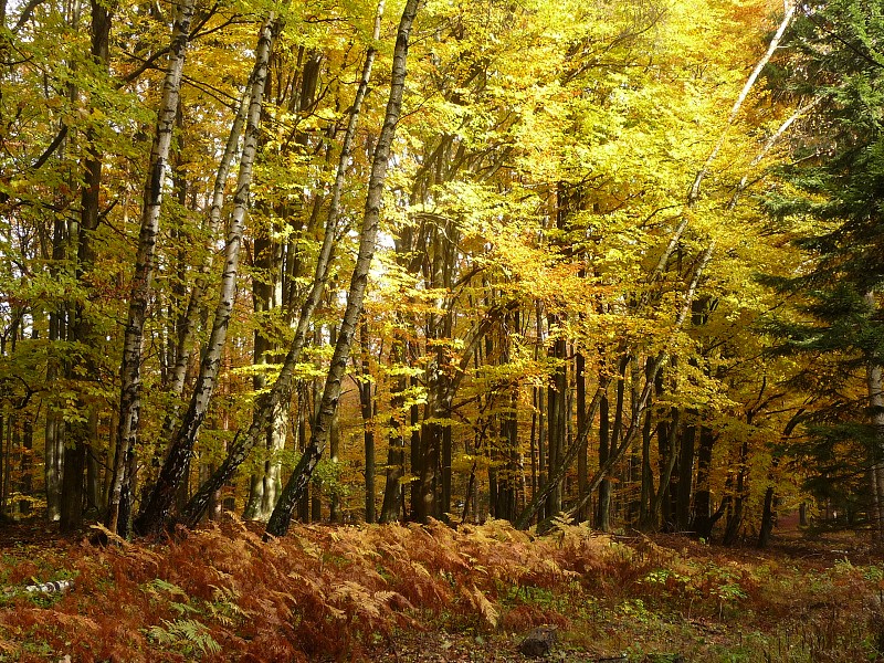 Podzimní táboření  (21.-30.10.)