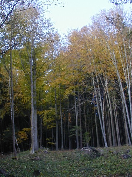 Podzimní táboření  (21.-30.10.)