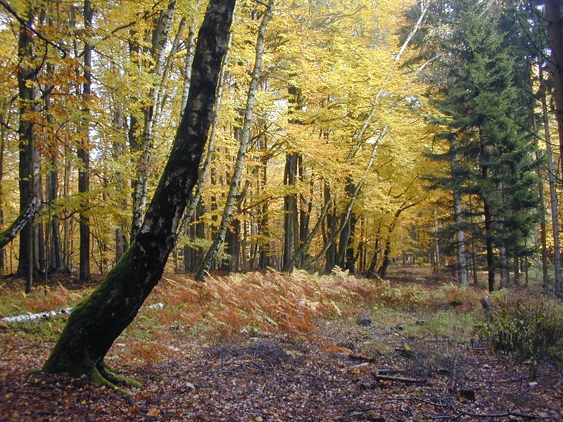 Podzimní táboření  (21.-30.10.)