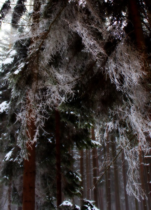 Bobří hrad (18-20.1. 2013)